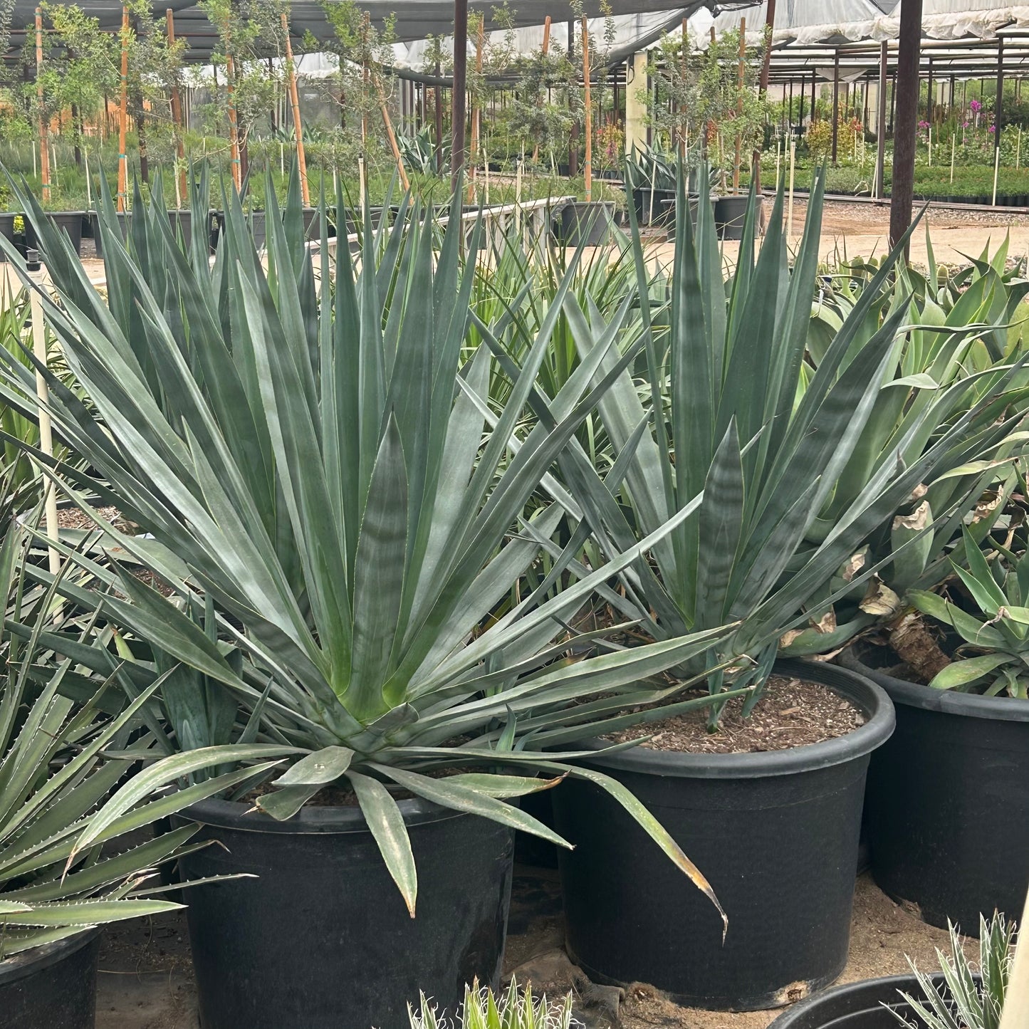 25 gallon Sisal Agave (Agave sisalana) in nursery pot — Phoenix, AZ