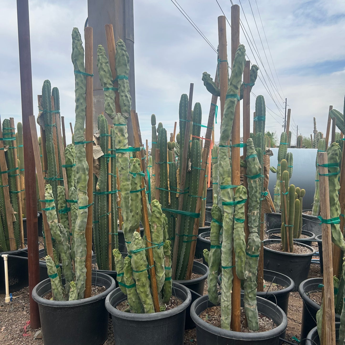 25 gallon Skinny Totem Pole Cactus (Lophocereus schottii f. monstrosus) in nursery pot — Phoenix, AZ
