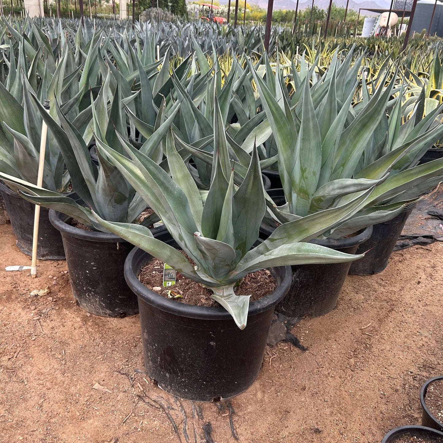 25 gallon Smoothie Agave (Agave desmettiana 'Smoothie') in nursery pot — Phoenix, AZ
