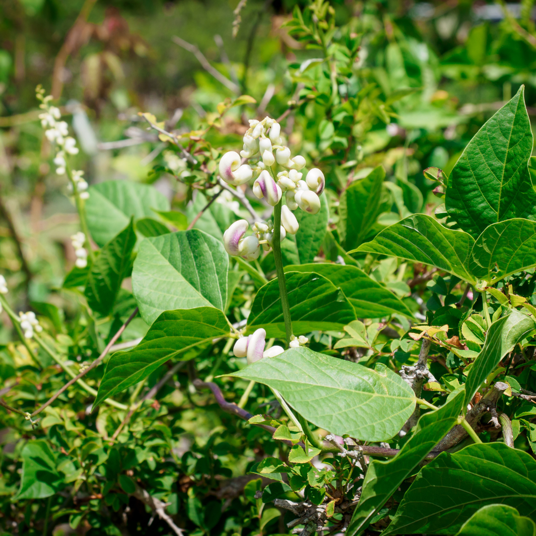 Snail Vine (Vigna caracalla) with coiled cream buds and lush green foliage in Phoenix, AZ nursery