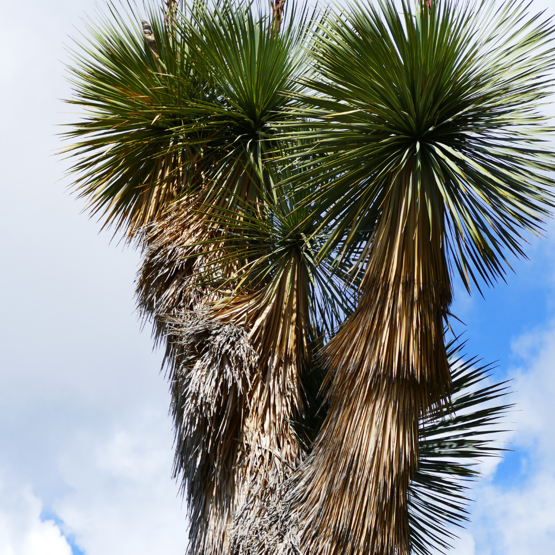 Soaptree Yucca (Yucca elata) mature trunk-forming specimen with narrow leaf crown in desert landscape — Phoenix, AZ