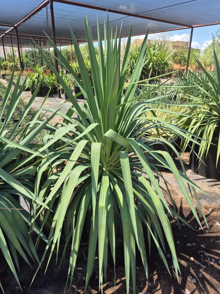 Soft Leaf Yucca