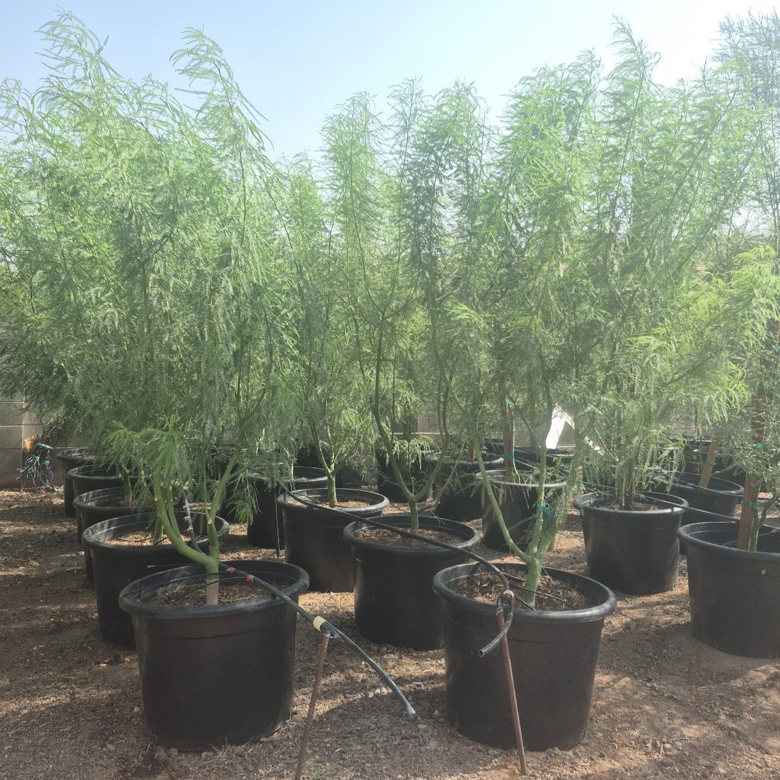 emerald tree house plant Buy Sonoran Emerald Phoenix, AZ | Parkinsonia hybrid