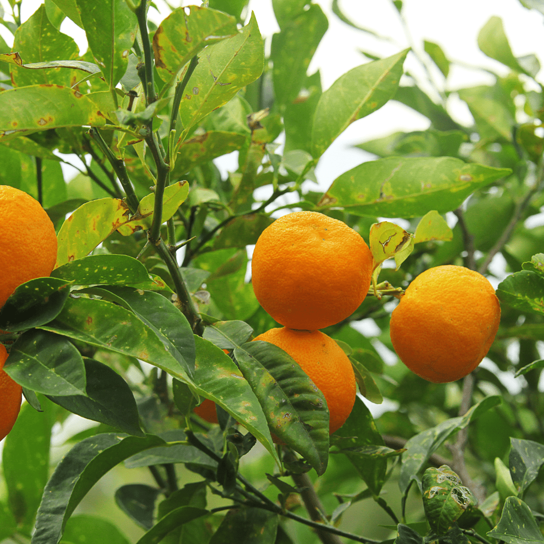 Sour Orange Tree (Citrus aurantium) close-up of bright ornamental orange fruits on green branches — Phoenix, AZ