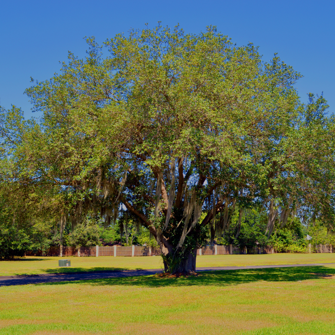Instant Shade Combo — Southern Live Oak shade tree with flowering sages, Phoenix AZ