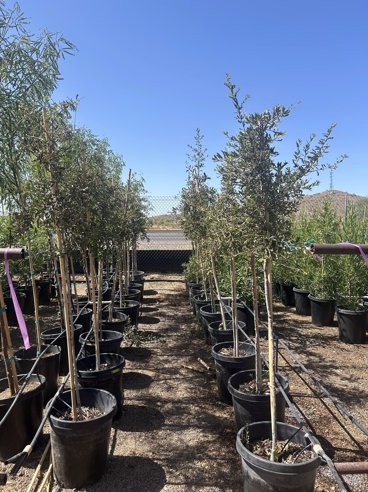 Southern Live Oak 10/15 Gallon