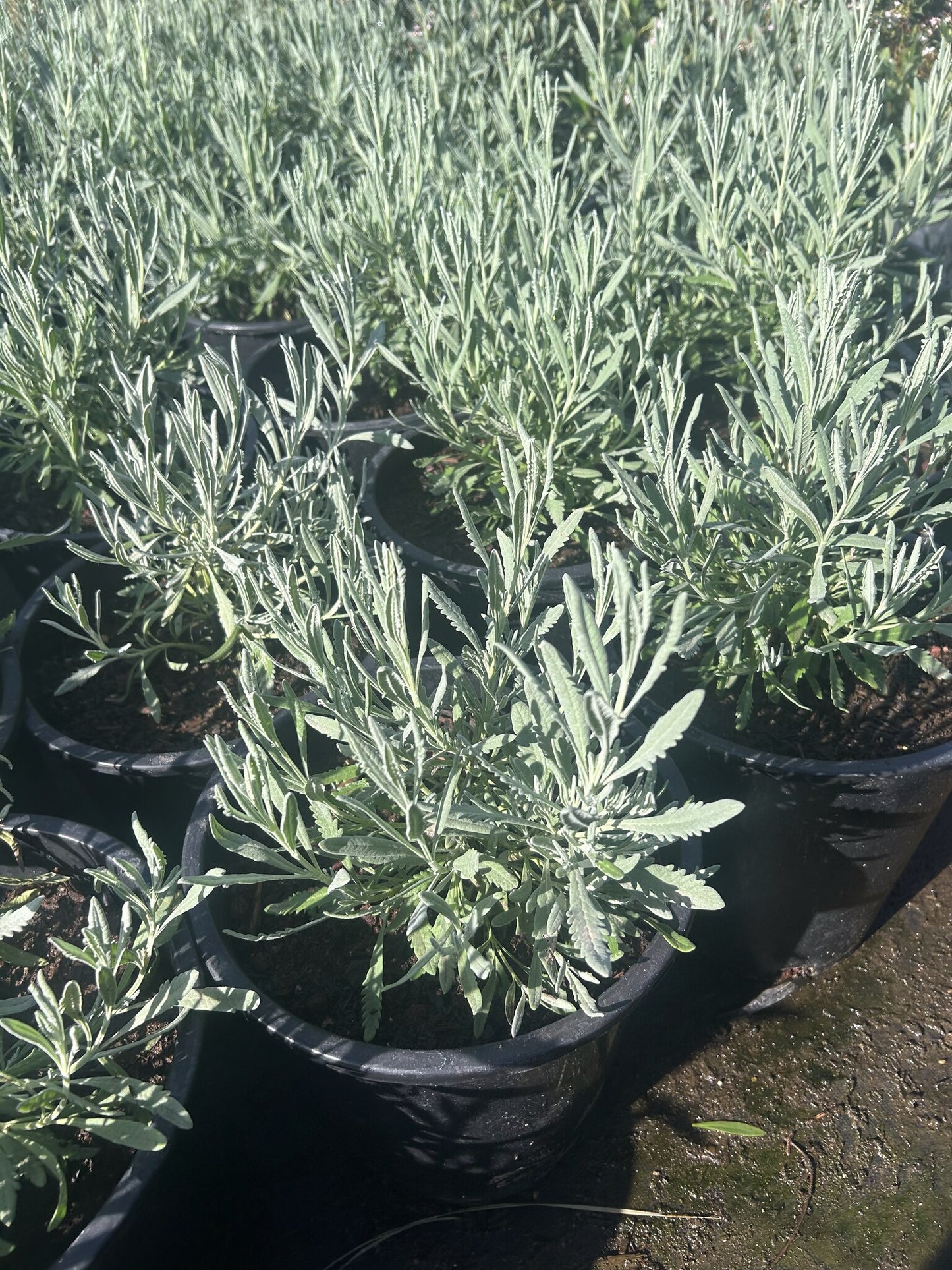Spanish Lavender