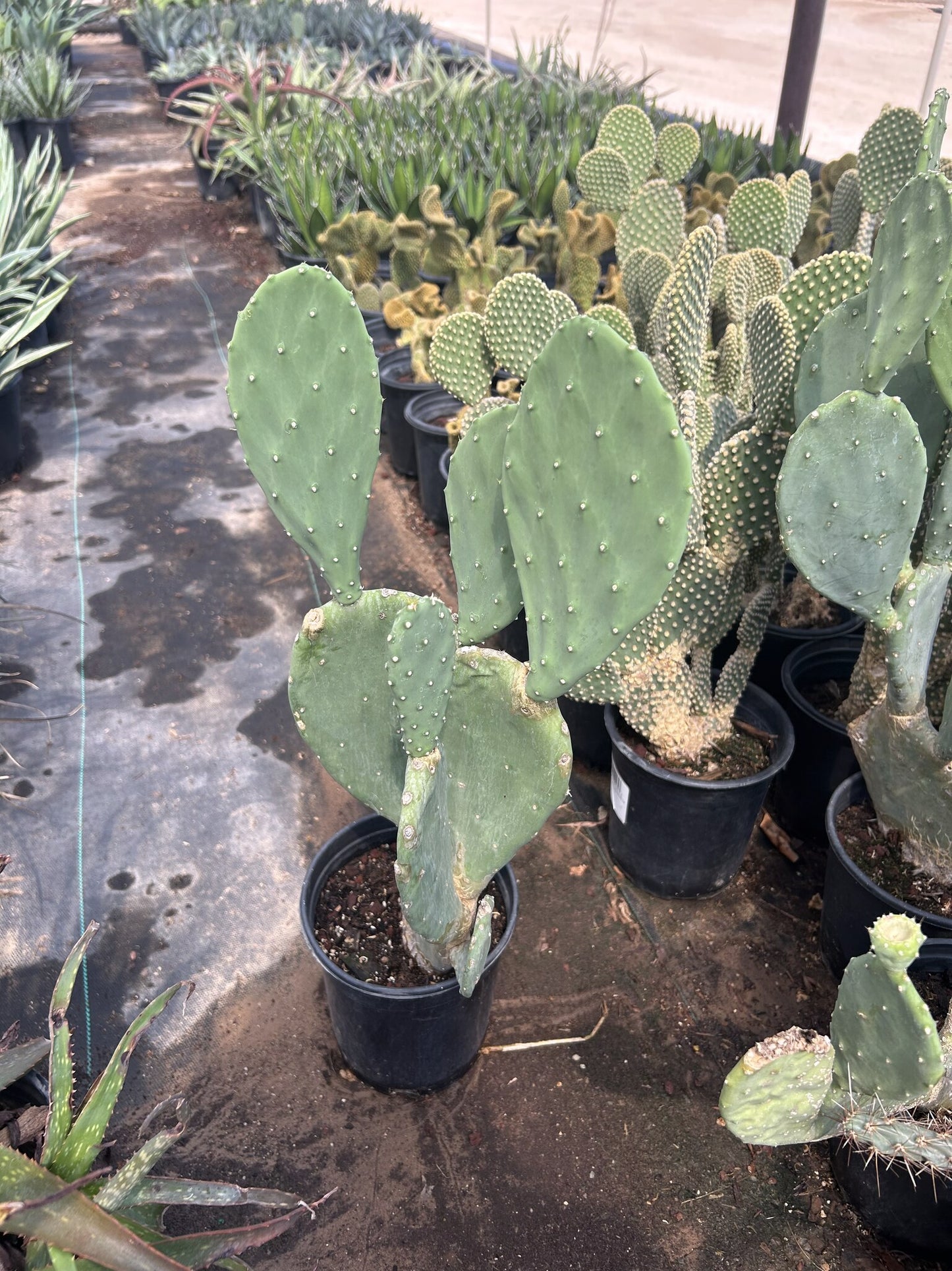 Spineless Prickly Pear