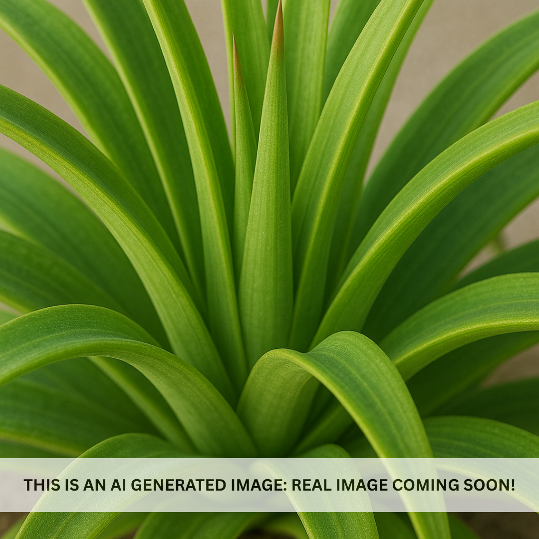 Squid Agave