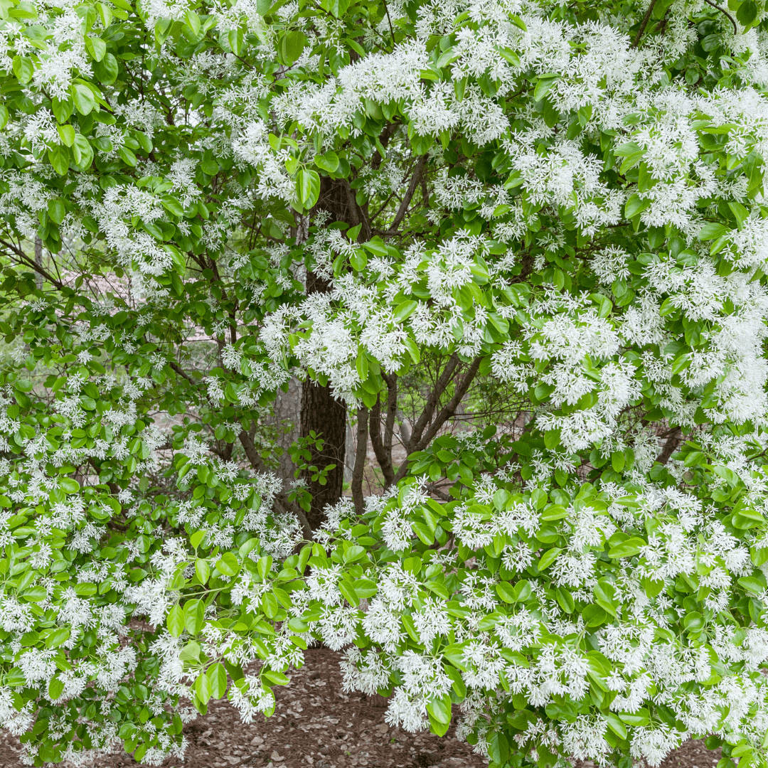 Star Jasmine Bush (Trachelospermum jasminoides) in full white bloom with glossy green foliage — Phoenix, AZ