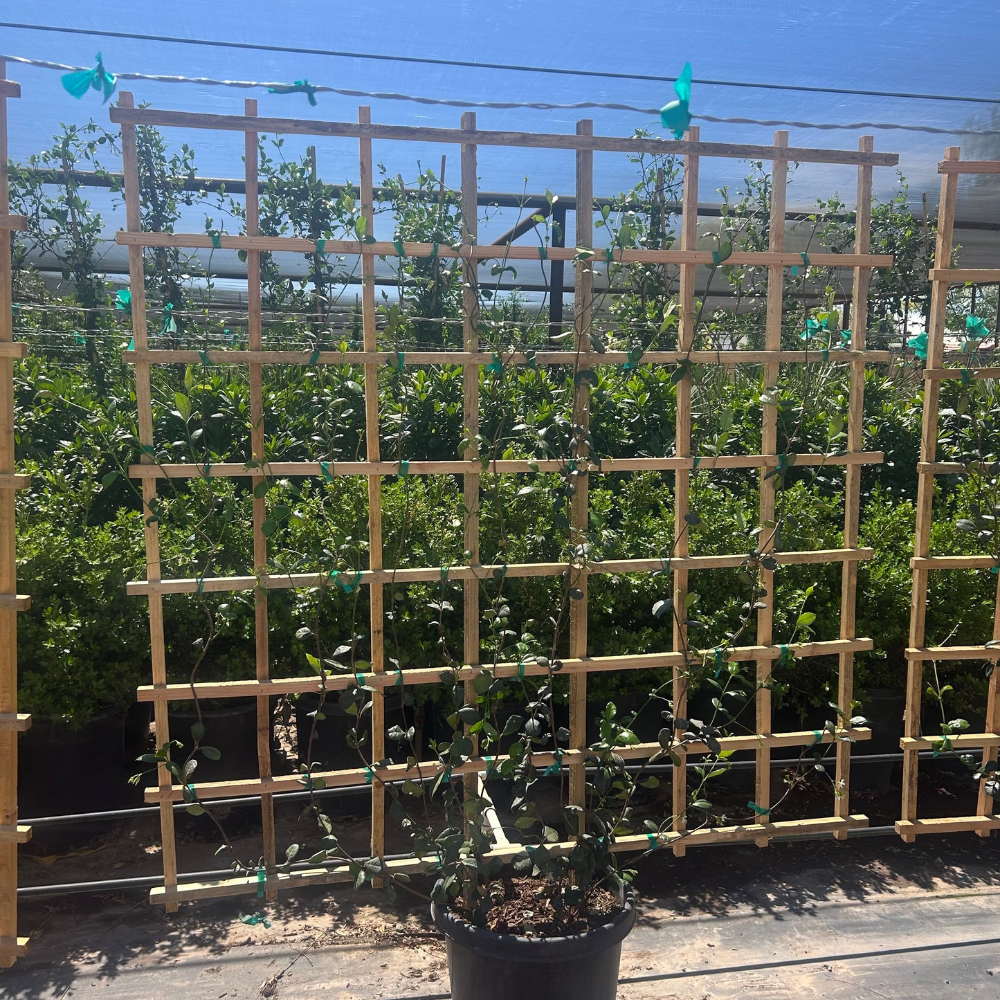 15 gallon Star Jasmine Espalier (Trachelospermum jasminoides) trained on wooden trellis in nursery — Phoenix, AZ
