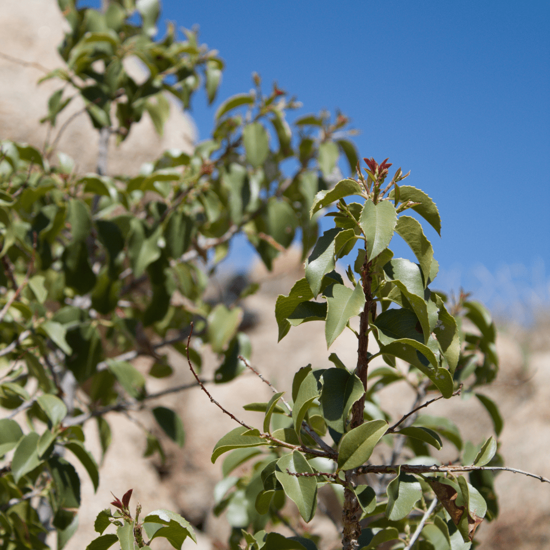 Sugar Bush (Rhus ovata) evergreen native shrub in nursery pot — Phoenix, AZ