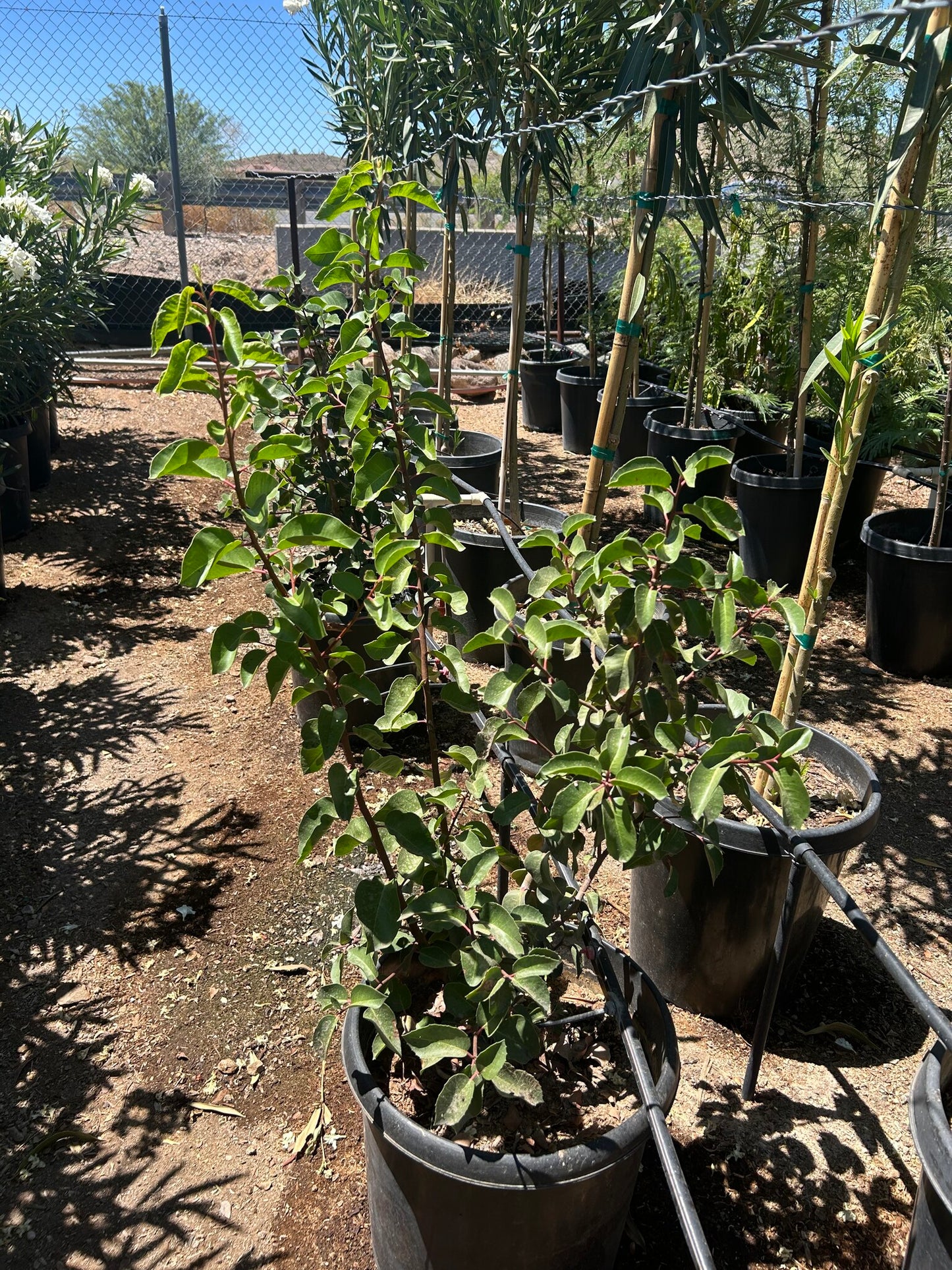Sugar Bush - 10/15 Gallon