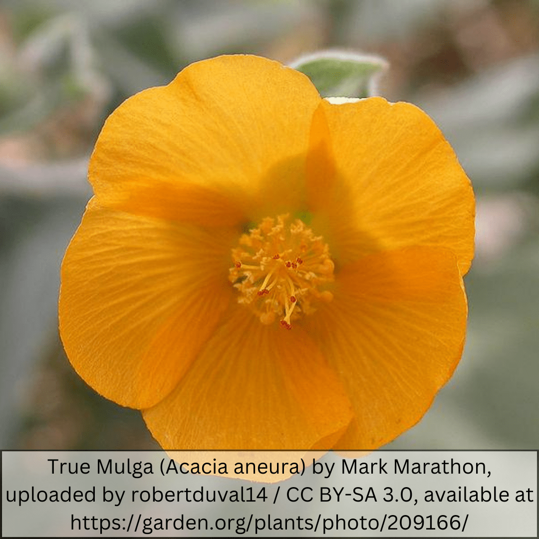 Superstition Mallow (Abutilon) single orange flower close-up showing petal detail — Phoenix, AZ