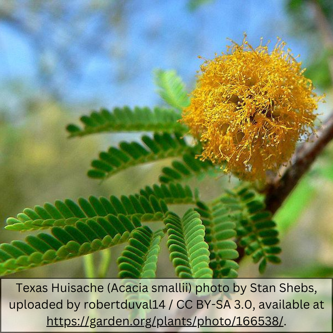 Sweet Acacia (Vachellia farnesiana) golden puffball blooms closeup — Phoenix, AZ