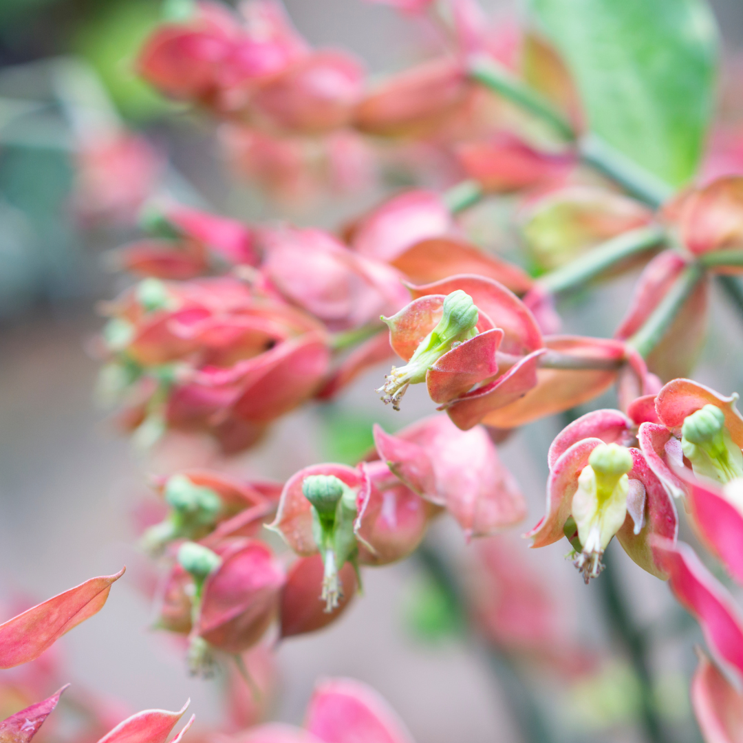 Tall Slipper Plant (Pedilanthus bracteatus) close-up red and green slipper-shaped flowers and buds — Phoenix, AZ