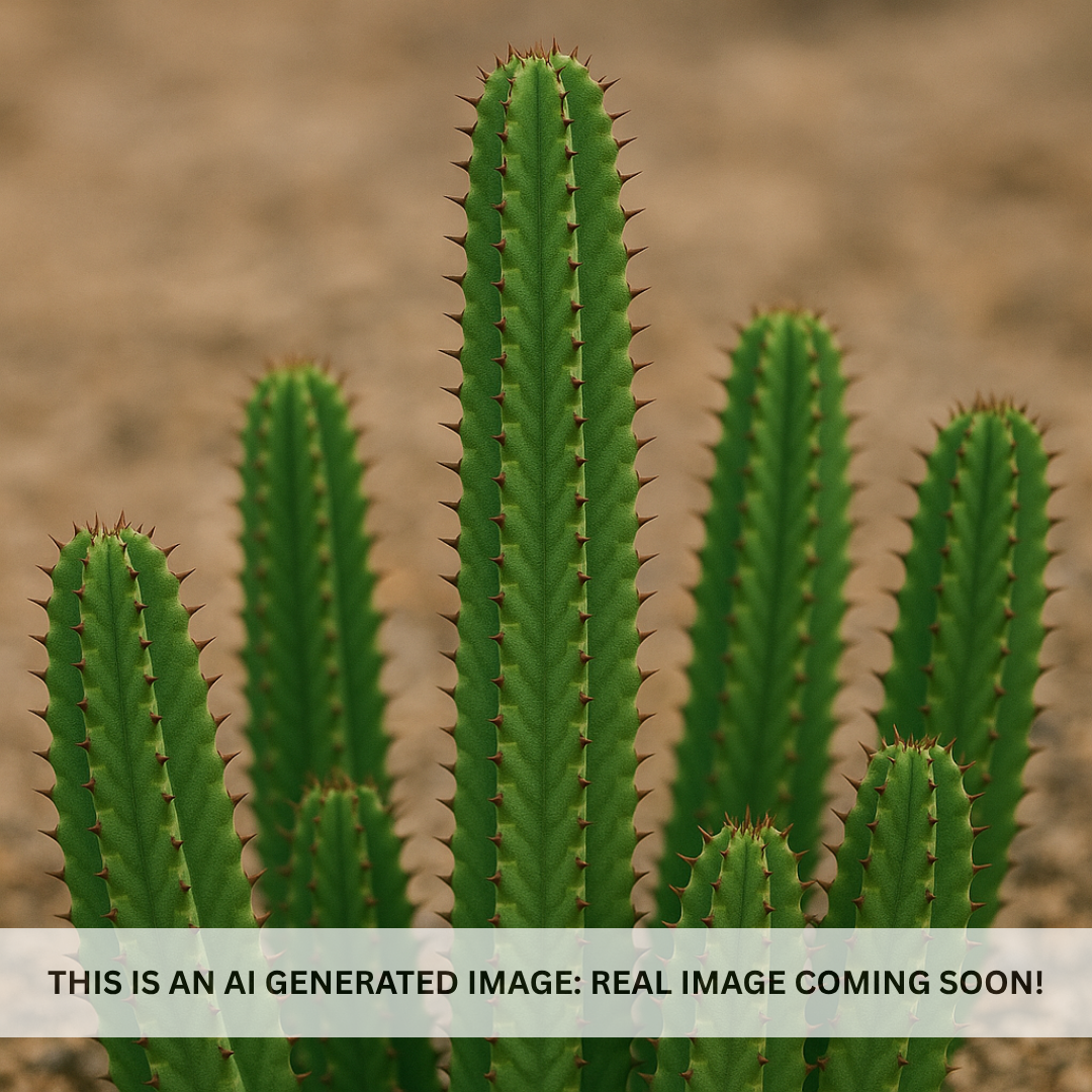 Tanzanian Zipper Plant