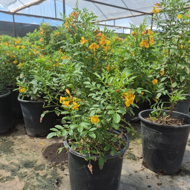 5 gallon Sparklette Tecoma plants with yellow blooms in nursery pots — Phoenix, AZ