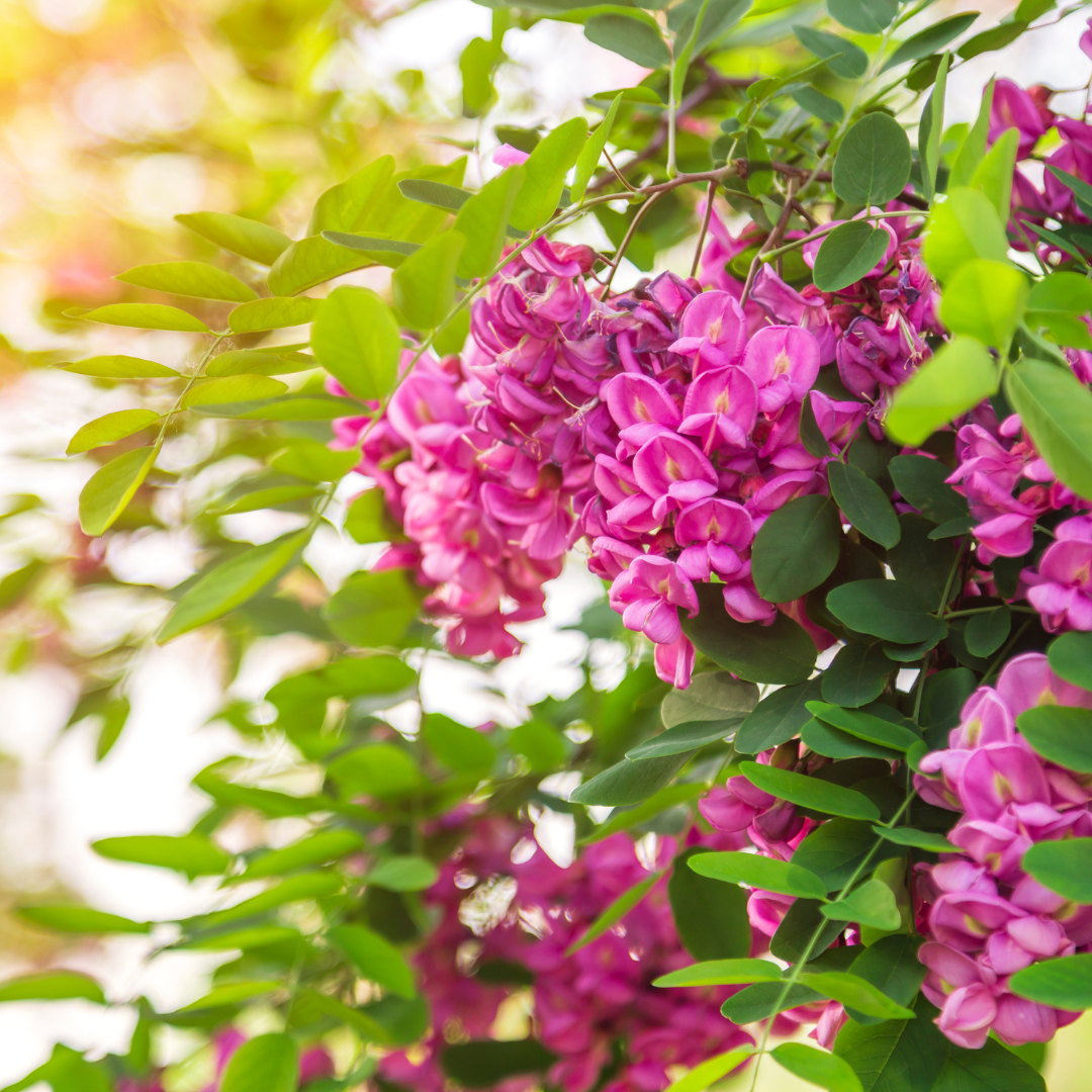 Texas Mountain Laurel