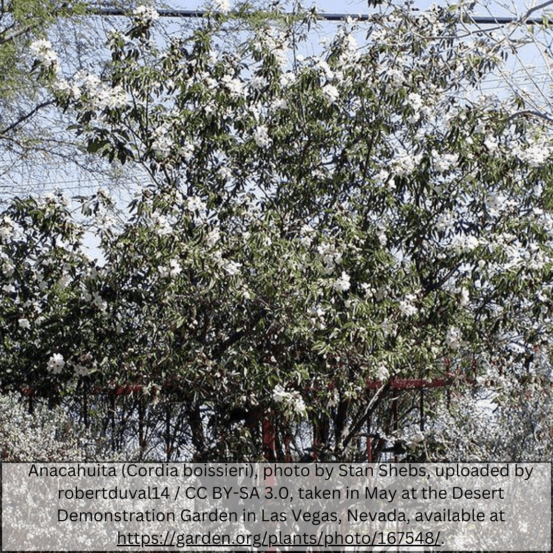 Texas Olive (Cordia boissieri) mature tree covered in white blooms in desert garden — Phoenix, AZ