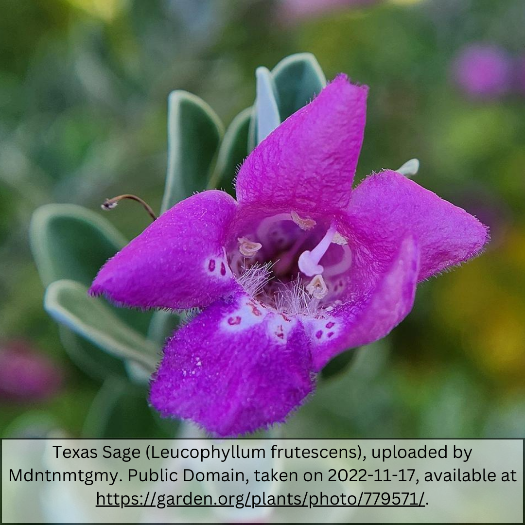 Macro close-up of single Texas Sage flower with purple petals and silvery-green foliage at Three Timbers Phoenix AZ