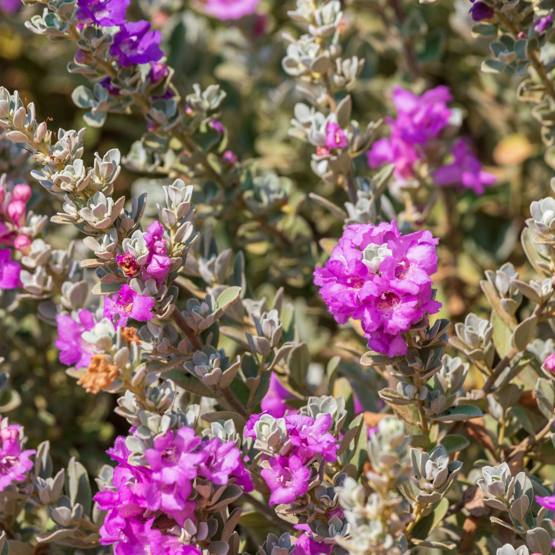 Texas Sage