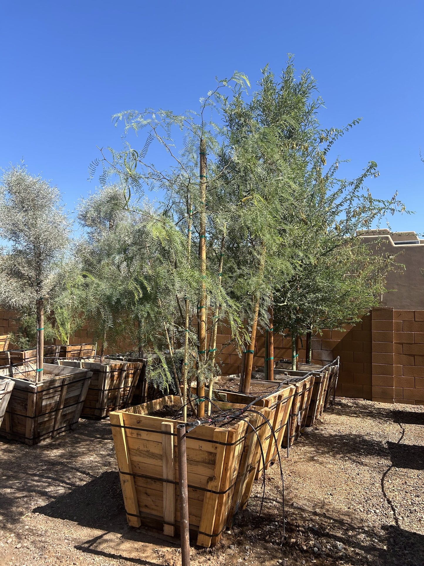 Texas Honey Mesquite 36" Box
