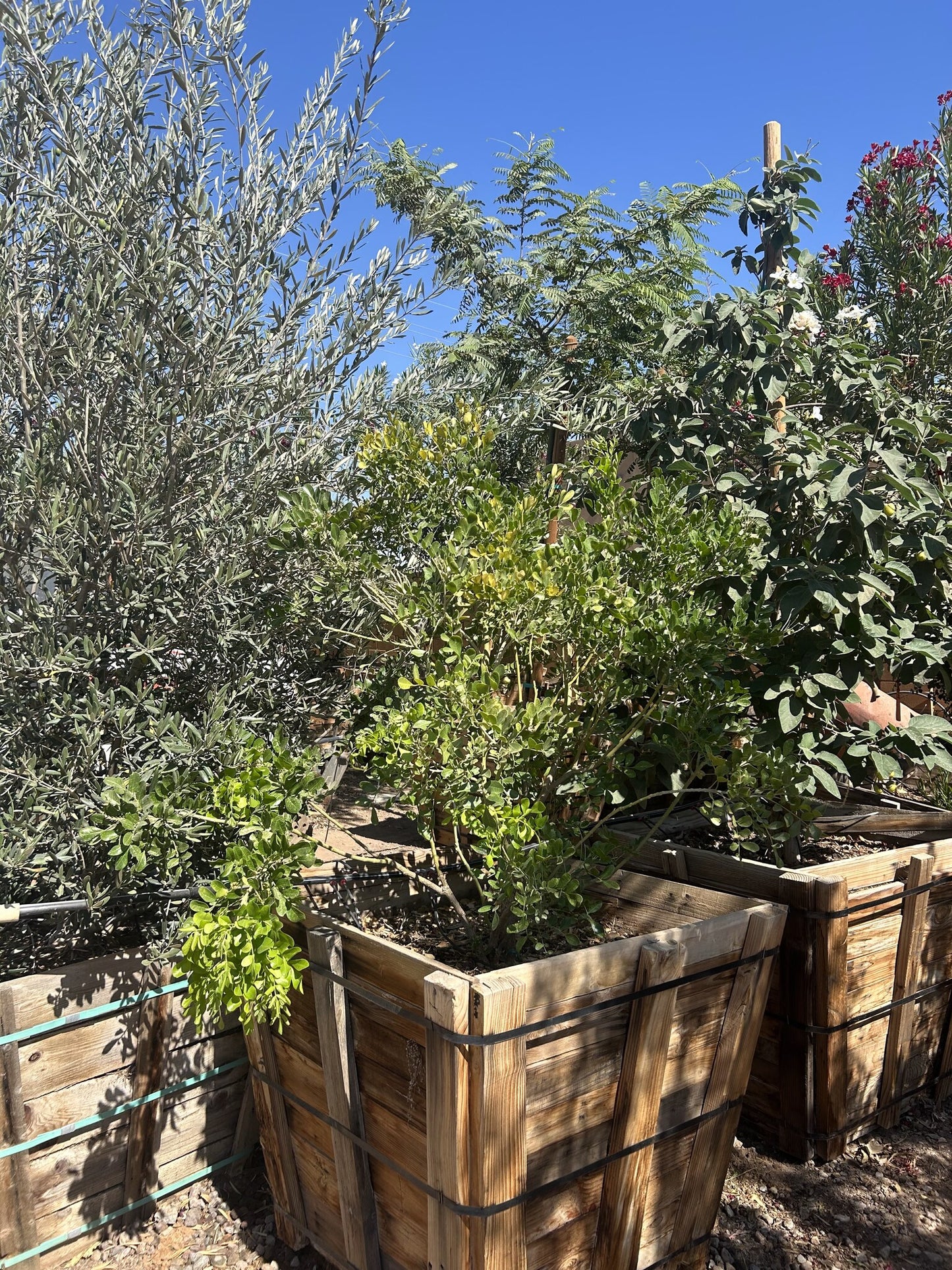 Texas Mountain Laurel 36" Box