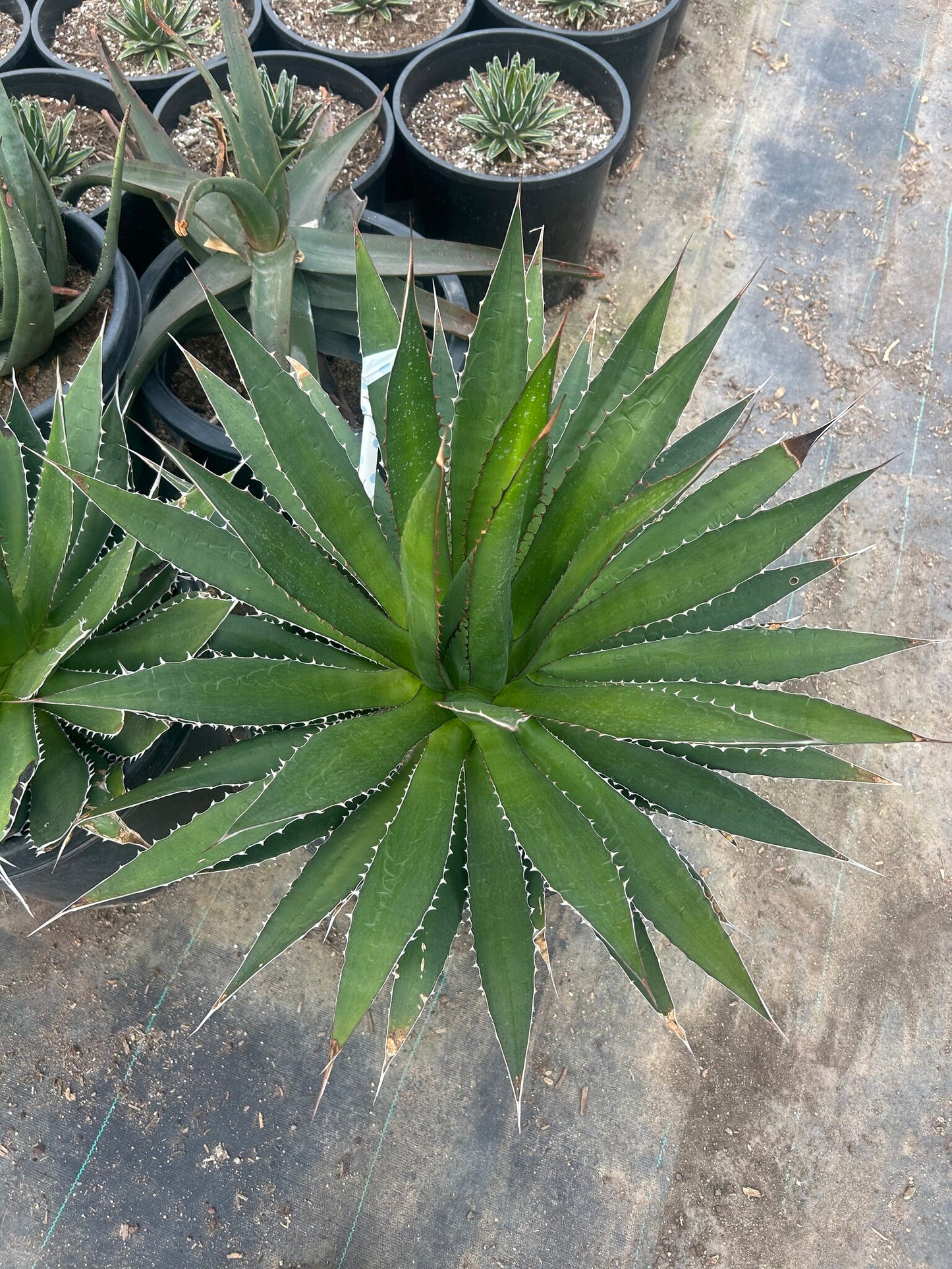 Thorncrest century plant 10/15 Gallon
