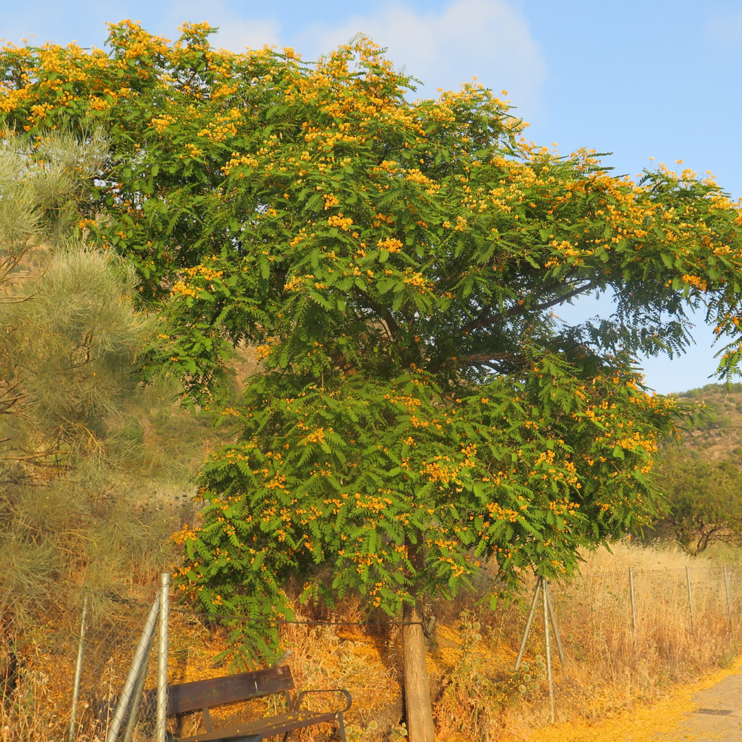 Mature Tipu Tree (Tipuana tipu) in full golden-yellow spring bloom with wide spreading canopy — Phoenix, AZ