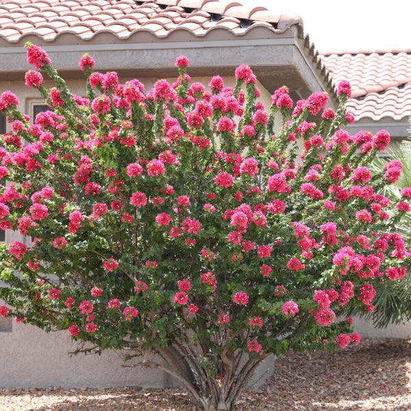 Torch Glow Bougainvillea