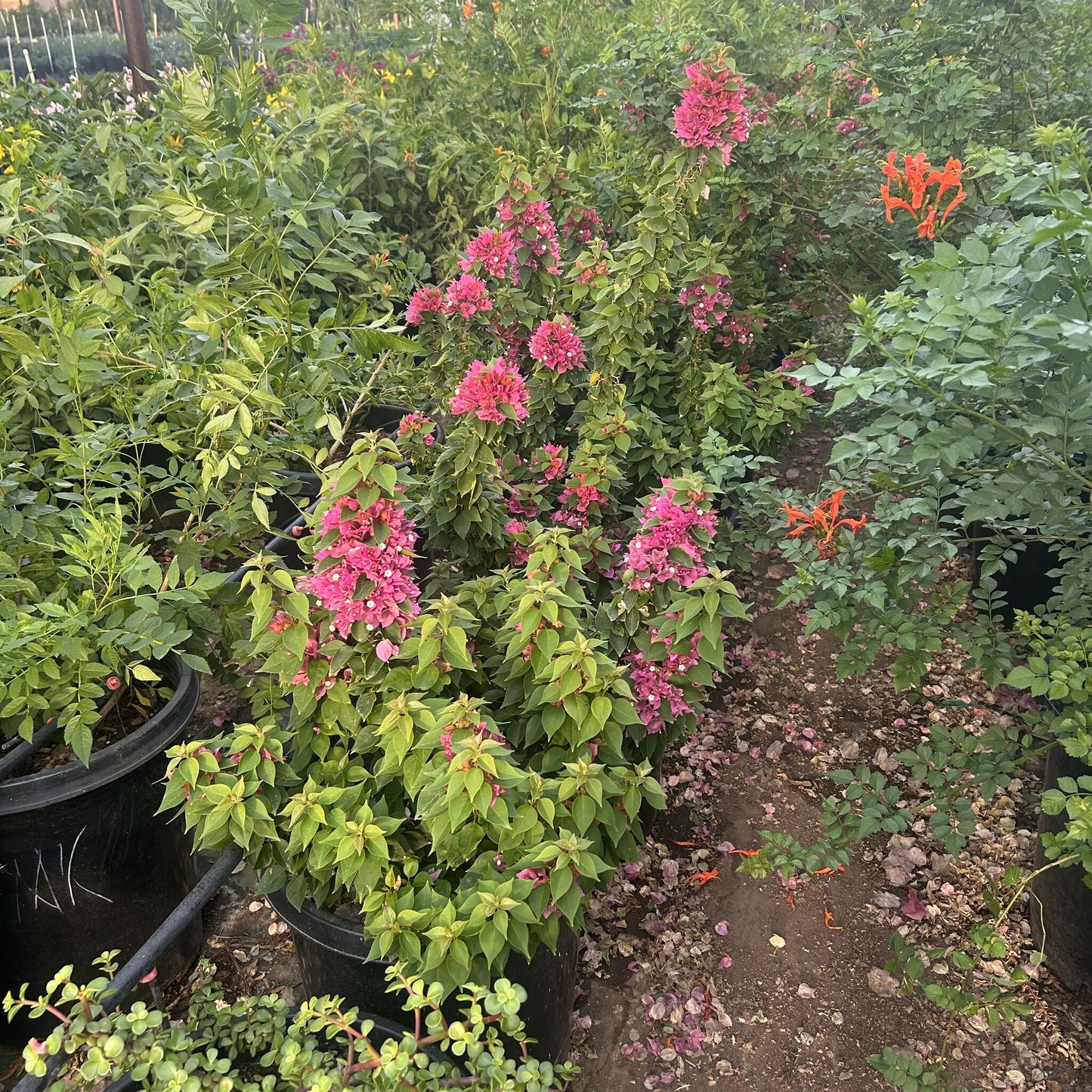 Torch Glow Bougainvillea