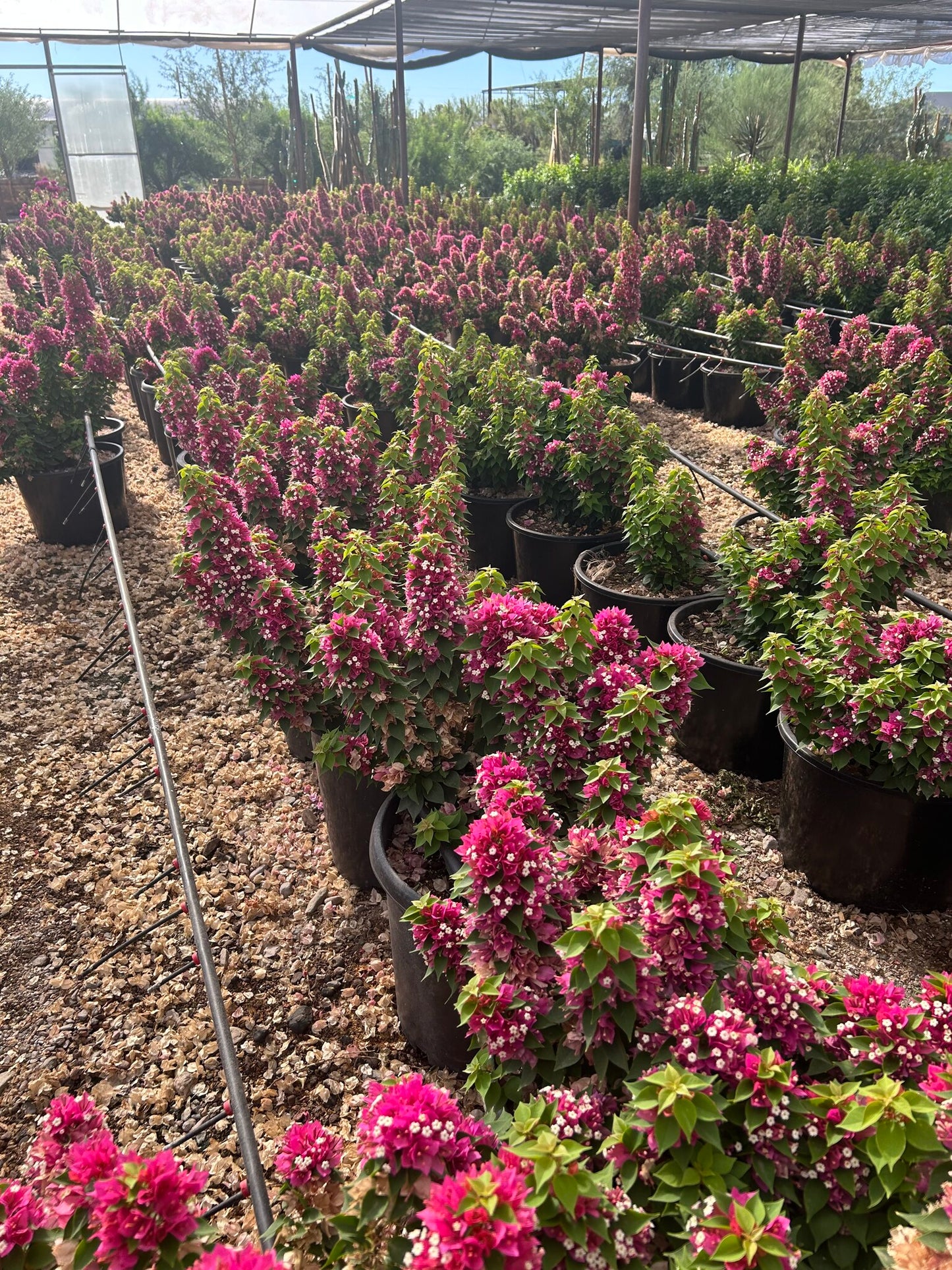 Torch Glow Bougainvillea