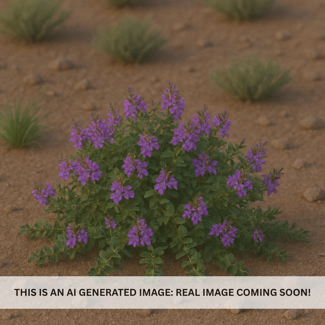 Trailing Germander