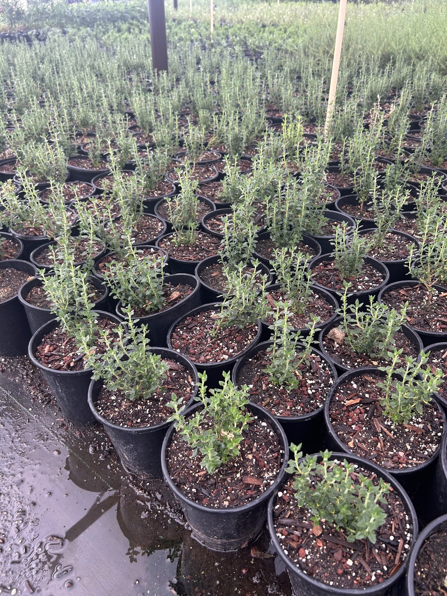 Trailing Germander - 1 Gallon