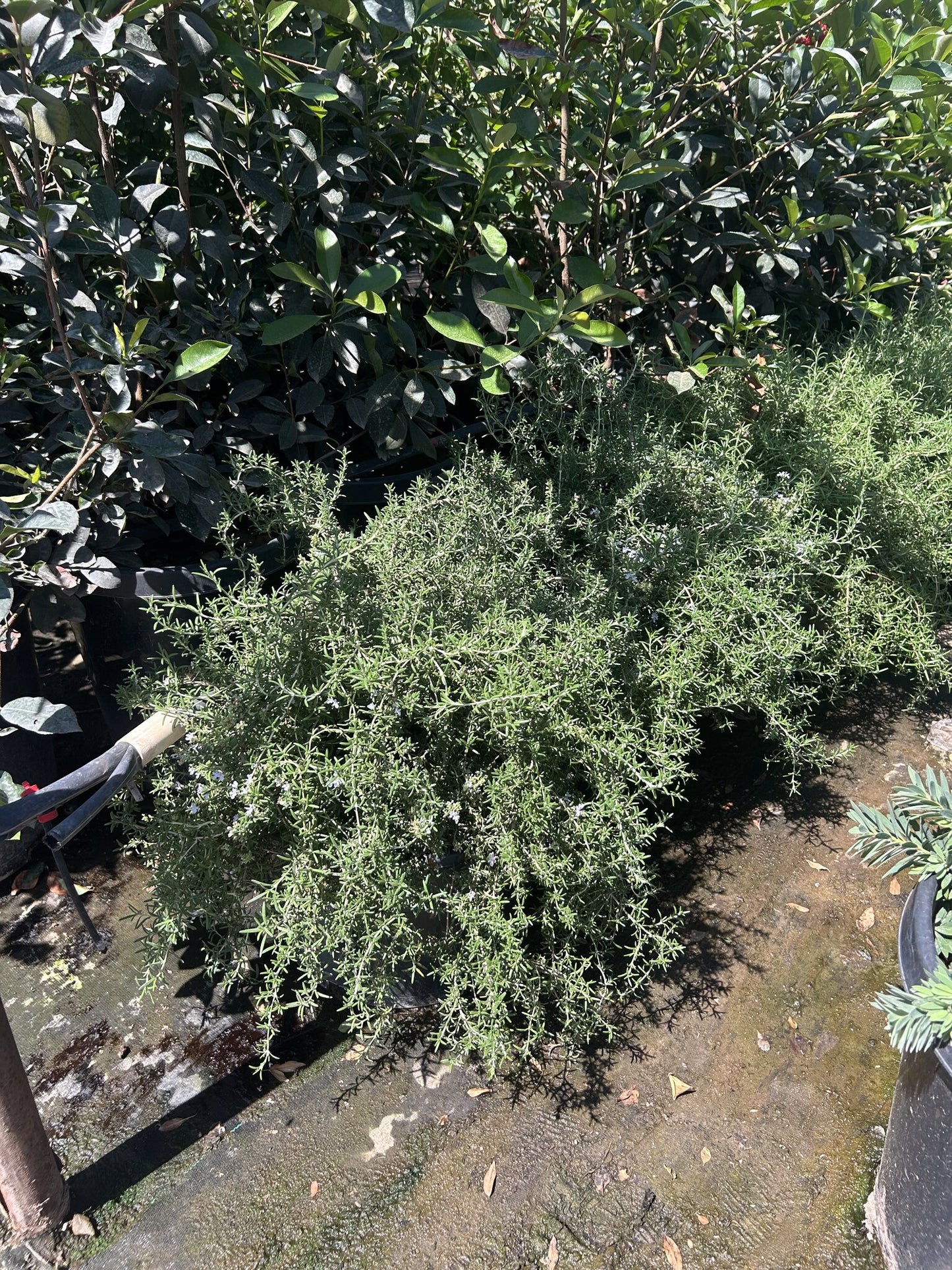 Trailing Rosemary 10/15 Gallon