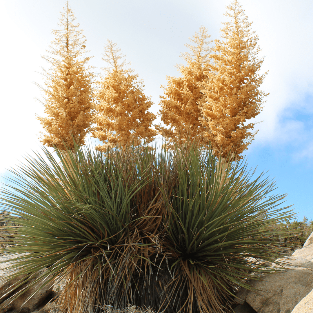 Tree Bear Grass (Nolina matapensis) architectural desert screening plant in nursery pot — Phoenix, AZ