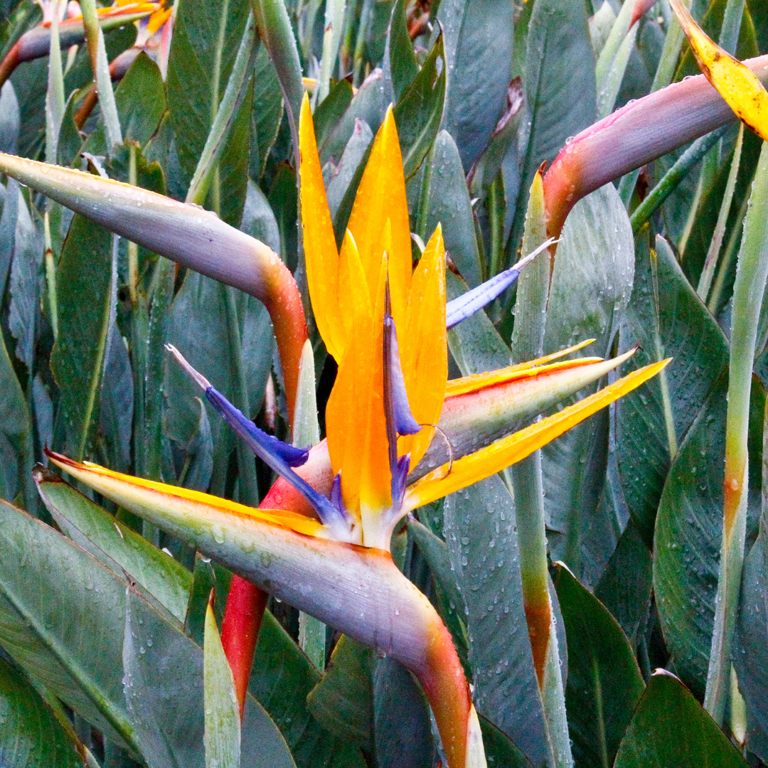 Tropical Bird of Paradise (Strelitzia reginae) close-up showing orange petals and blue tongue — Phoenix, AZ