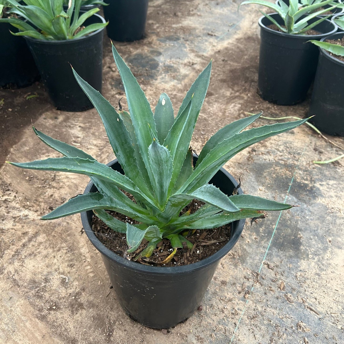 5 gallon Tropical Agave (Agave desmettiana 'Variegata') in nursery pot — Phoenix, AZ