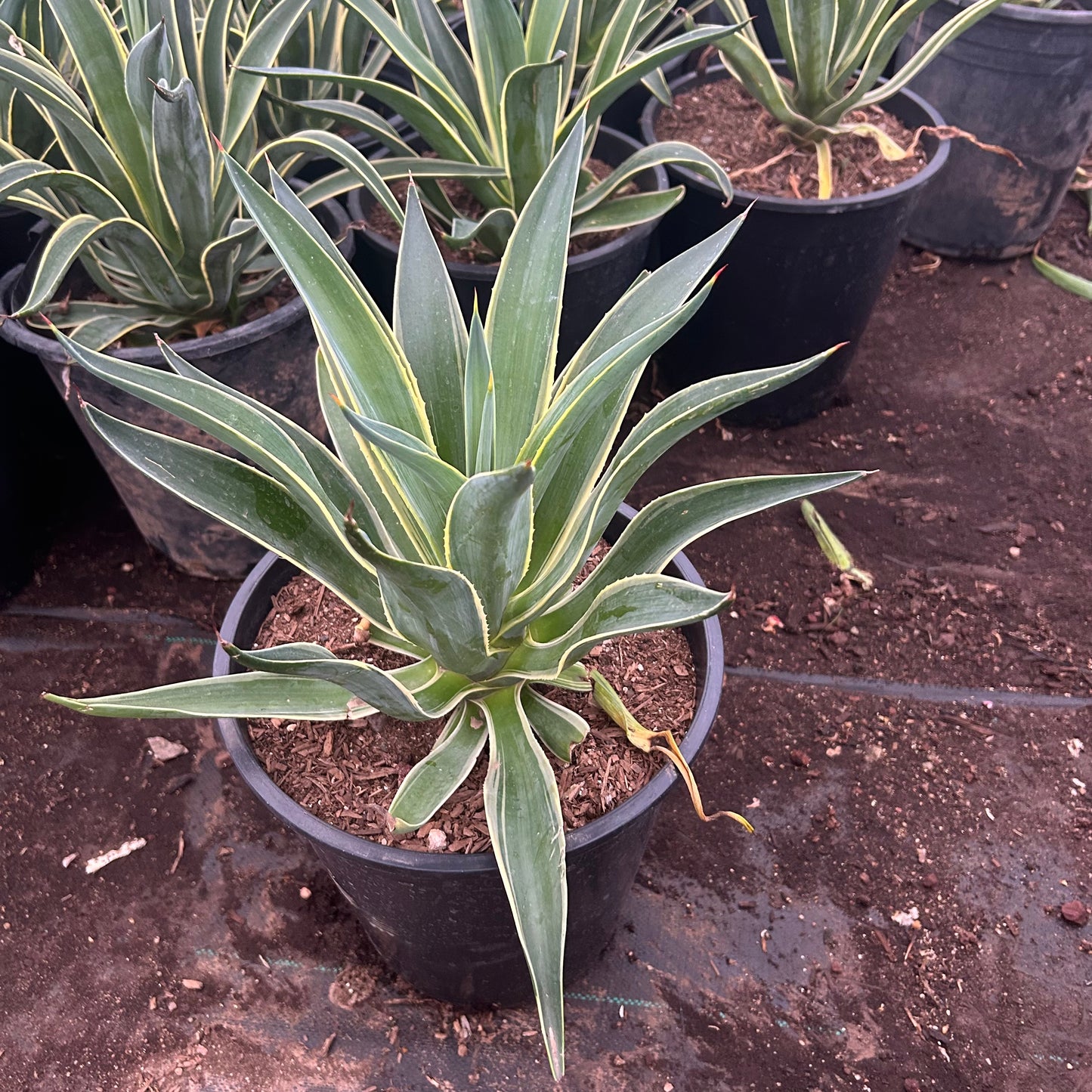 5 gallon Variegated Tropical Agave (Agave desmettiana 'Variegata') in nursery pot — Phoenix, AZ