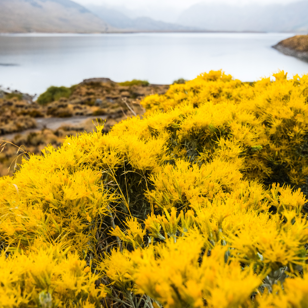 Turpentine Bush (Ericameria laricifolia) covered in bright yellow blooms in natural desert landscape — Phoenix, AZ