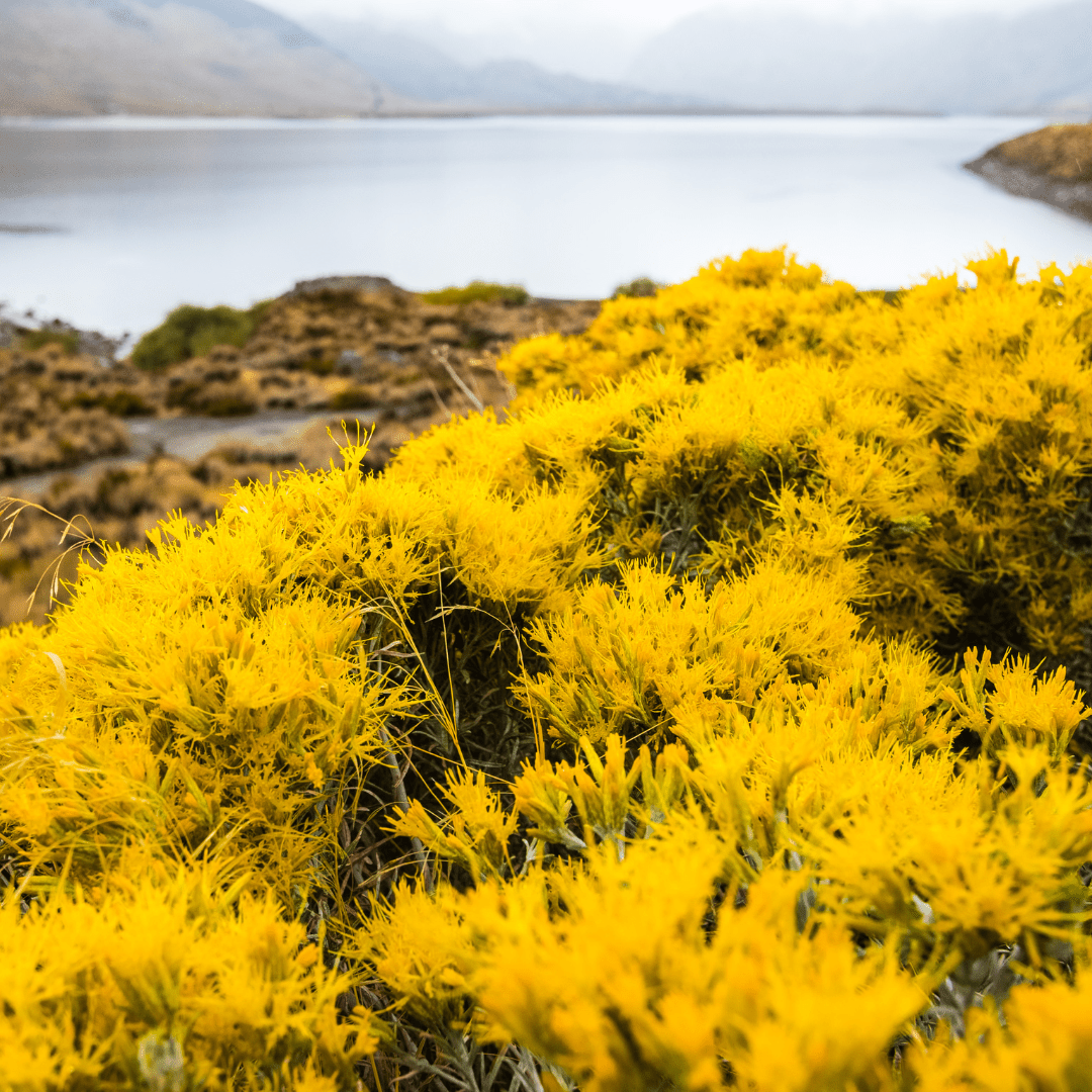Turpentine Bush (Ericameria laricifolia) covered in bright yellow blooms in natural desert landscape — Phoenix, AZ