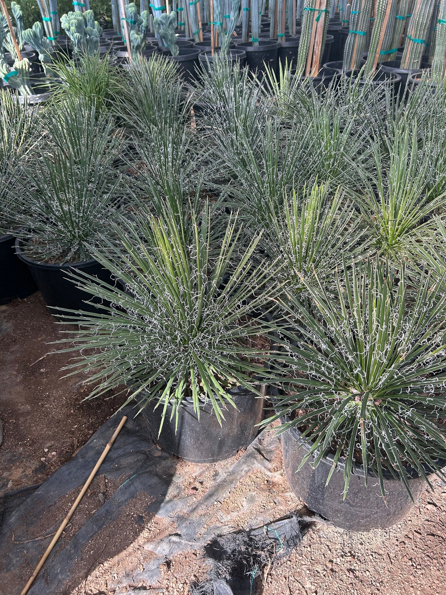 Twin Flowered Agave