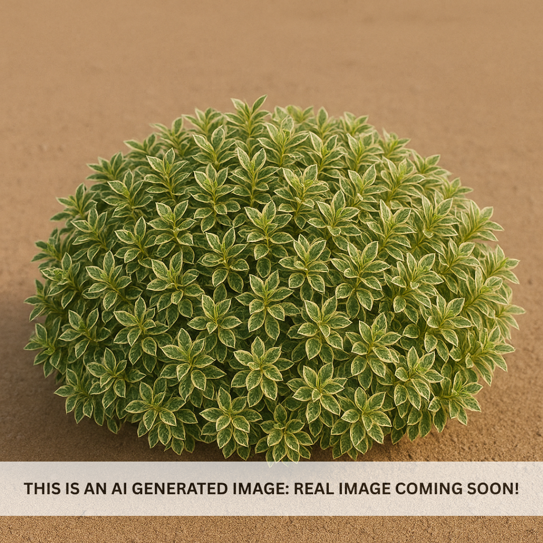 Varigated Boxwood Beauty