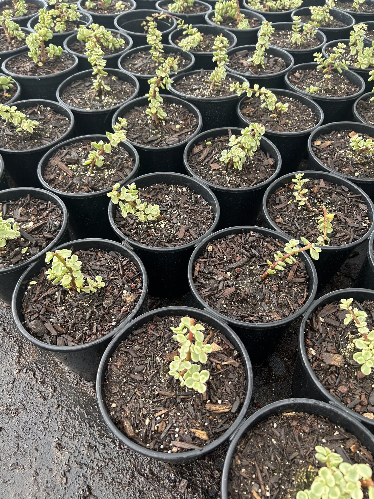 Variegated Elephant's food - 1 Gallon