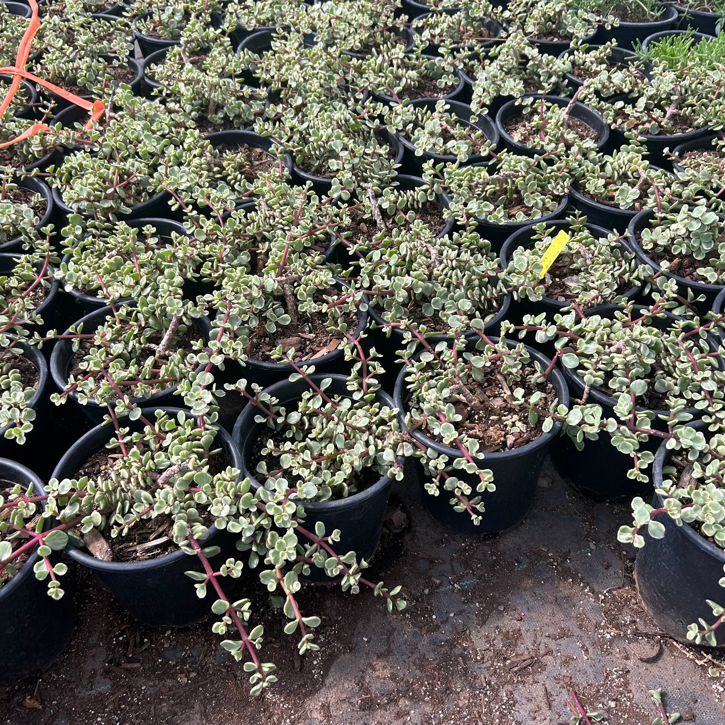 1 gallon Variegated Elephant's Food (Portulacaria afra 'Variegata') in nursery pot — Phoenix, AZ