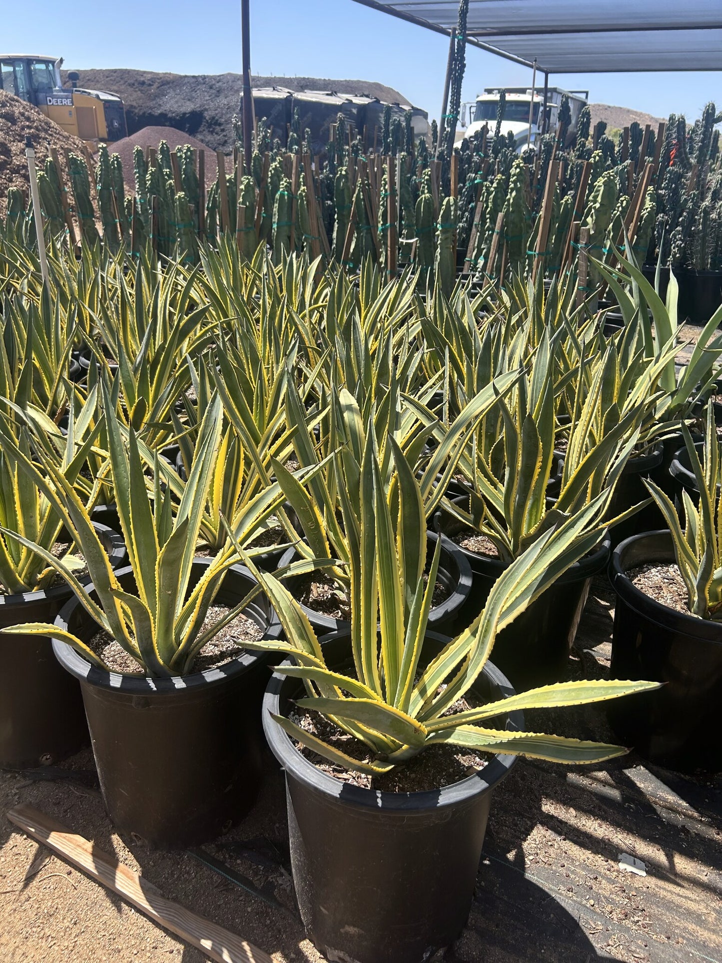 Variegated Murphey's Agave 10/15 Gallon