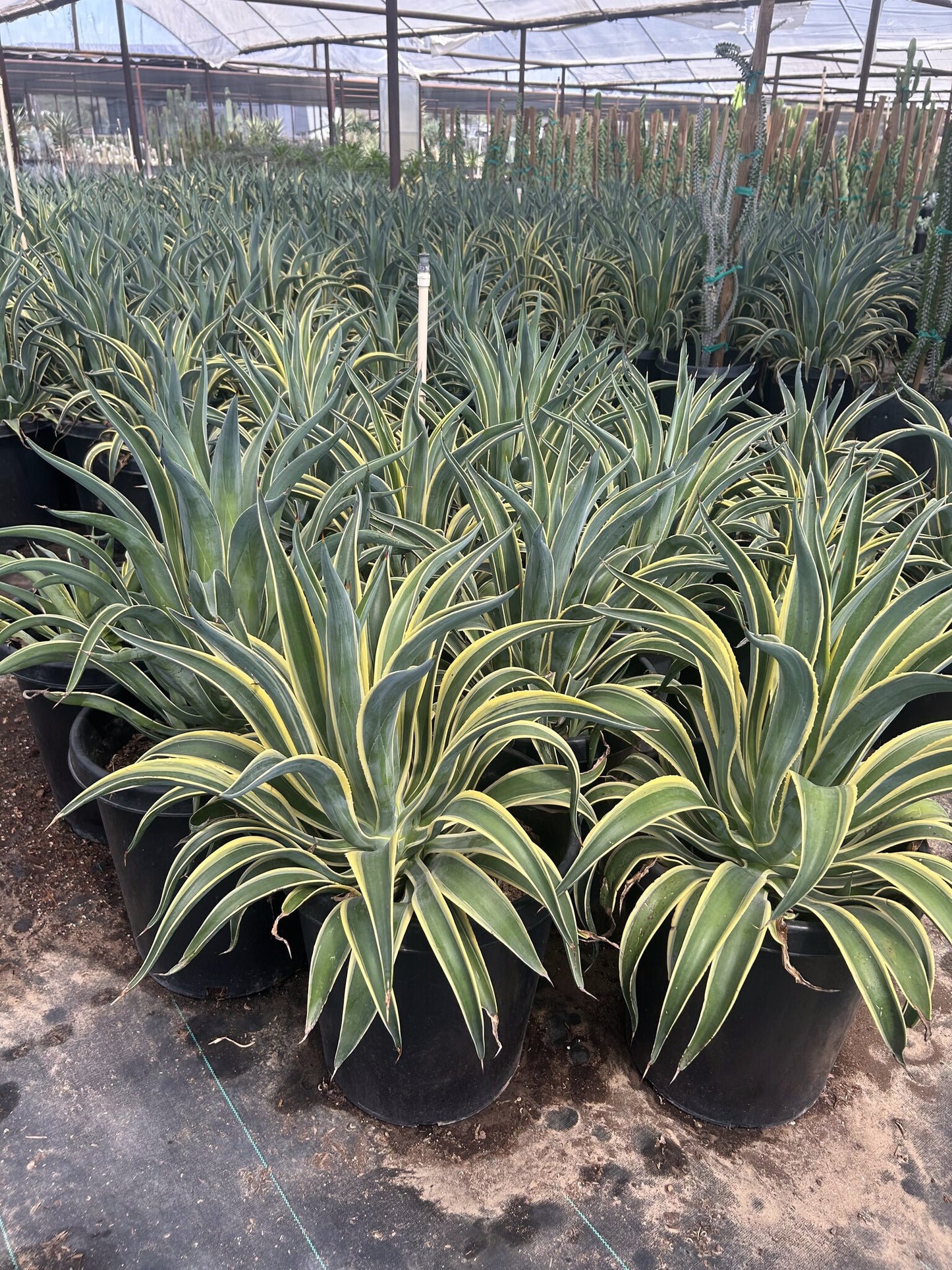 Variegated Smooth Agave 10/15 Gallon