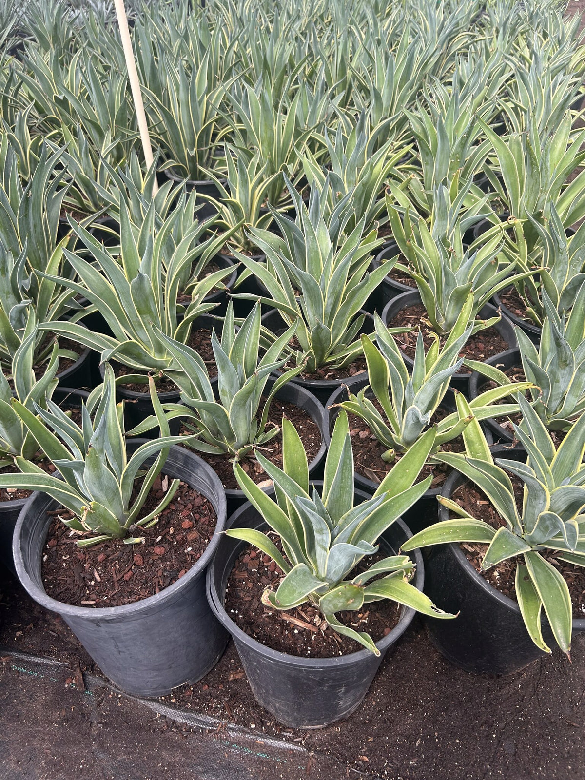Variegated Smooth Agave with spineless arching leaves edged in bright golden yellow
