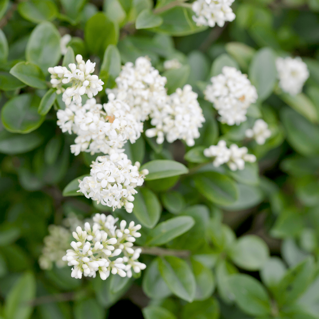 Wax Leaf Privet (Ligustrum japonicum) showing glossy dark green leaves and white flower clusters — Phoenix, AZ